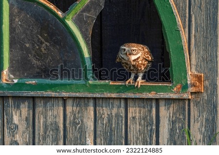 mother little owl looking for food for her young
