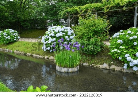 Collaboration scene of Japanese Irises (Hanasyoubu) and Hydrangeas in full bloom