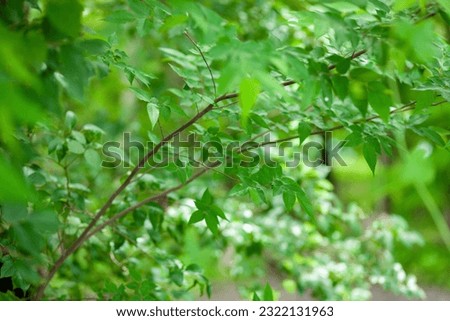 blurred forest green background material
