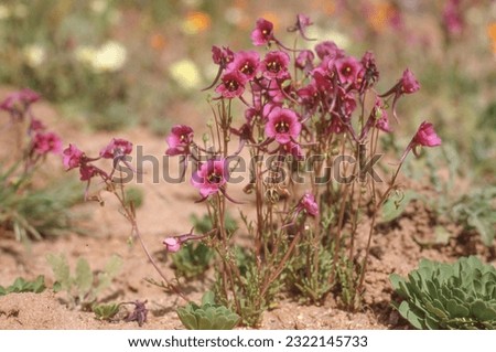 Diascia namaquensis is an erect flowering plant that typically grows in the Namaqualand region of the Northern Cape Province of South Africa. Royalty-Free Stock Photo #2322145733