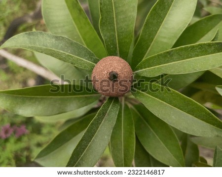 This is a sapodilla fruit whose leaves are green, usually long-lived. The tree and its fruit are known by several names such as sapodilla, sauce, manila sauce or anchor, or ciku. Sapodilla manila is a
