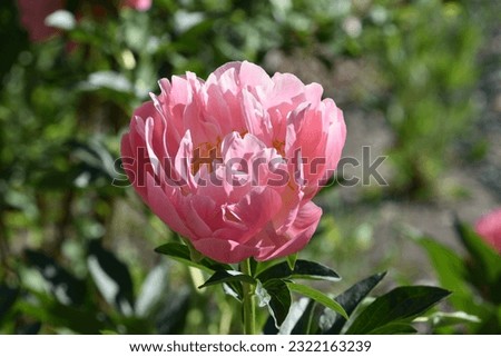 Beautiful bright pink peony flower blossom in a summer garden.