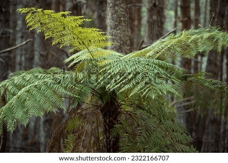 tree fern growing in the forest