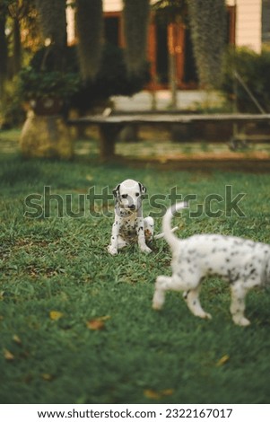 A picture of a Dalmatian puppy in a grassy field.