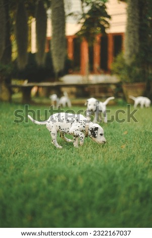 A picture of a Dalmatian puppy in a grassy field.