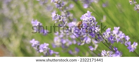 A bee on a lavender flower close-up. Purple lavender flowers in the foreground and blurred background. Aromatherapy. Blooming lavender field. Banner