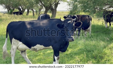 Cow looking into camera and sniffing it. Cow grazing on the green meadow in a sunny day. Farming concept.