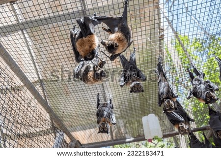 Cute furry flying foxes, bats are hanging on the cage in a bat hospital, sanctuary in Australia. Sunny weather Royalty-Free Stock Photo #2322183471