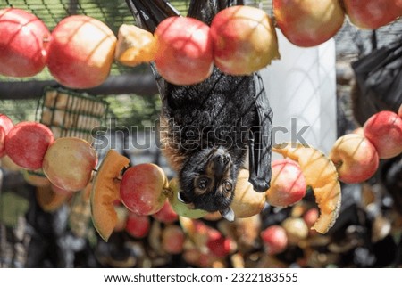 Cute furry flying fox, bat is feeding on a fruit, apples hanging on the cage in a bat hospital, sanctuary in Australia. Sunny weather Royalty-Free Stock Photo #2322183555