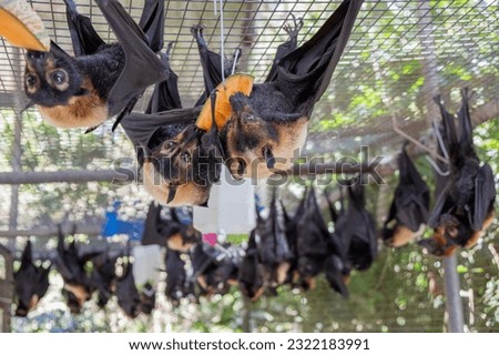 Group of bats, flying foxes is feeding on a fruit, watermelon hanging on the cage in a bat hospital, sanctuary in Australia. Sunny weather