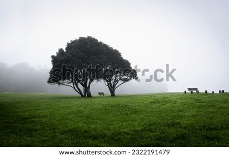 Pohutukawa trees in the heavy fog. Empty benches under the tree. Milford Beach reserve, Auckland.  Royalty-Free Stock Photo #2322191479