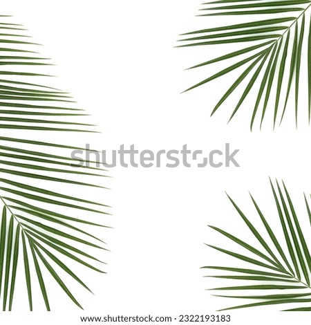 Date palm leaf abstract background frame on white. Natural green leaf fronds with copy space. Phoenix canariensis.