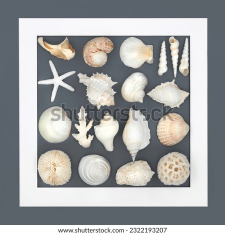 Seashell collection background frame on grey. Abstract square shape border with assorted shells. Nature design with exotic and tropical varieties.