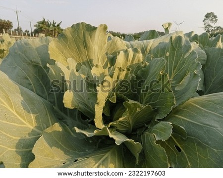 Cabbage is a leafy green or purple biennial plant, grown as a vegetable perennial for its dense, leafy heads. Closely related to other cole crops, such as broccoli, cauliflower, etc