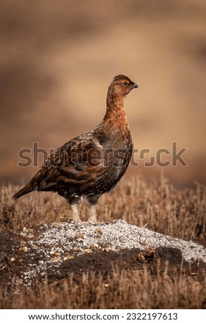 Red grouse  (Lagopus lagopus) perched on a rock