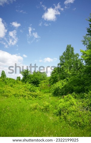 Dense thickets of forest. A place to copy. Lifestyle in nature. High-quality photo. Summer day, forest landscape on a sunny summer day.