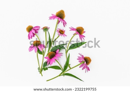 Bouquet of purple flowers of Echinacea officinalis with stems and leaves on a white background. Top view with copy space Royalty-Free Stock Photo #2322199755