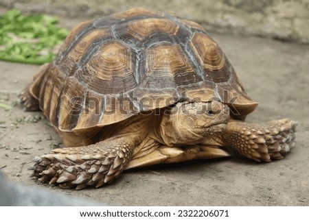 Sulcata tortoises are the largest land tortoise species in the world. Royalty-Free Stock Photo #2322206071