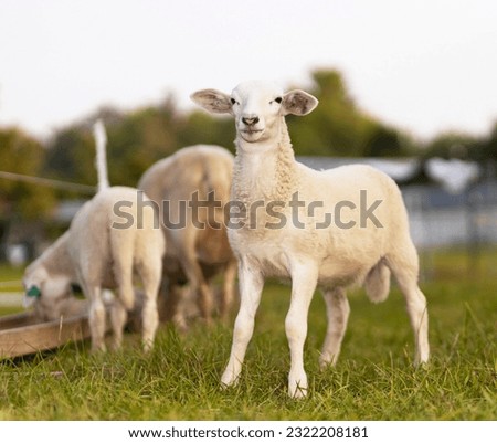 Proud white Katahdin sheep lamb standing on a green field Royalty-Free Stock Photo #2322208181
