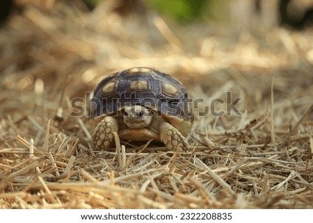 African Sulcata Tortoise in the brown grass background