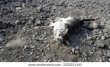 Defocus Picture Animal Cat In Stone