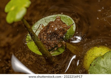 Adult Toad Bug of the Genus Gelastocoris