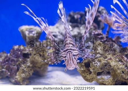 Lionfish swiming by coral reef rock and sand with blue background in aquarium