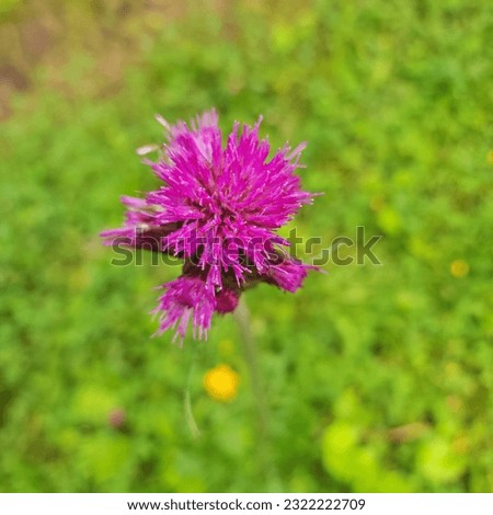 A vibrant purple flower blooming against a backdrop of lush green meadow, creating a captivating contrast of colors and a beautiful symbol of nature's elegance and harmony