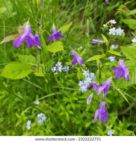 Captivating summer flowers adorn the Carpathian mountains, showcasing the beauty of nature's splendor.