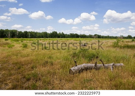 The heathlands in the De Meinweg National Park, part of the Maas-Schwalm-Nette park, Limburg region, the Netherlands
