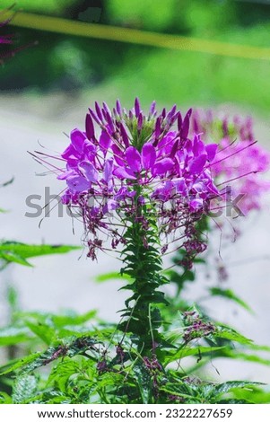 Spiderman flower Focus on foreground of Spiderman or Cleome spinosa flower