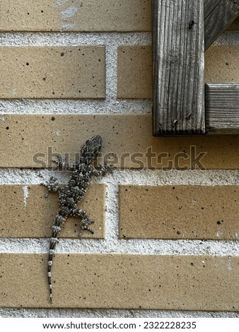 Wall salamander behind a Wood window