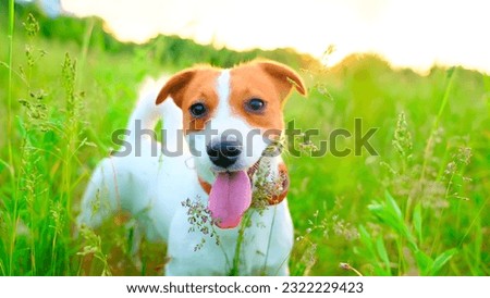 A dog sits with its tongue out in a grassy area. A picture of a very cute dog.