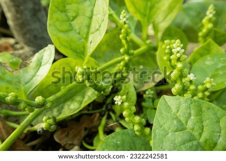 Close up of Basella alba plant stock image