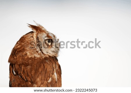 Eastern Screech owl pair that is beautiful 