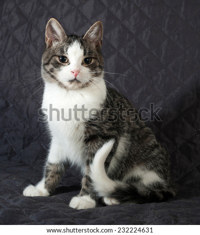 White and striped kitten sitting on black quilt