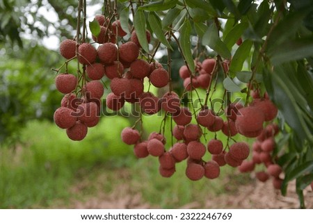 Litchi trees and lychee harvest season in Bac Giang province, Vietnam. Đặc sản vải thiều Lục Ngạn Royalty-Free Stock Photo #2322246769