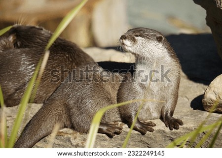 Asian Small-Clawed Otter  in Sydney Zoo, Australia