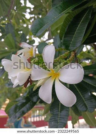 Photos of flowers, trees, white, pink, beautiful at temples in Thailand
