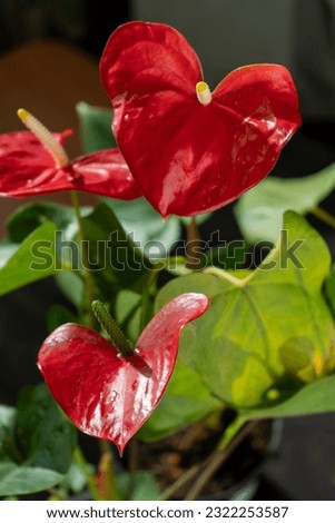 Anthurium buds on black background. Red home flower with a yellow center. Flower in the shape of a heart. Anthurium andraeanum Araceae or Arum symbolize hospitality. Red flamingo anthurium. Petal leaf