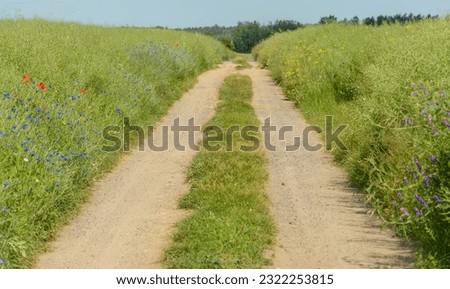 A sandy dirt road between fields of rapeseed ripening in the sun