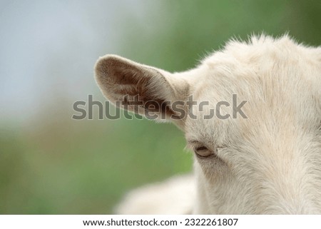 Front face of a goat. 