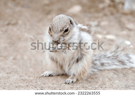 Portrait of a cute chipmunk or African squirrel on Fuerteventura - Canary Islands, Spain.