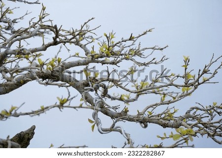 branches and twigs on bonsai plants                               