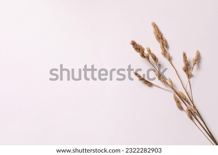 Bouquet of beautiful dried flowers on a white background. Place for text, top viw Royalty-Free Stock Photo #2322282903