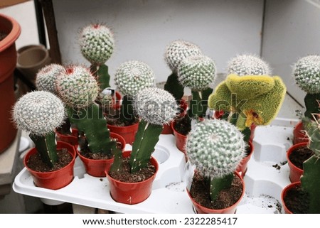
Mammillaria cactus usually has a round or cylindrical shape, is characterized by strong pubescence and has a small papilla on the stem, from which small spines in the form of hairs sprout.