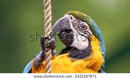 The blue and yellow macaw photo