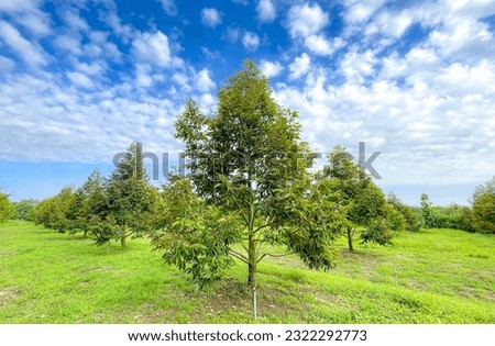 Durian tree in a farm at Thailand Royalty-Free Stock Photo #2322292773