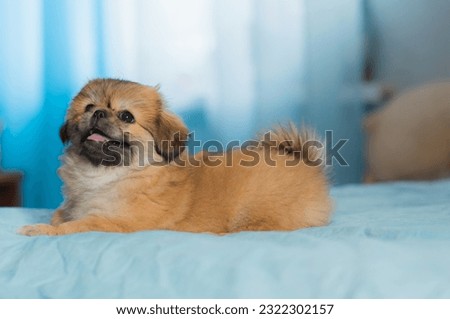 Little puppy lying and resting in bed. Pets lifestyle, doggo at cozy home