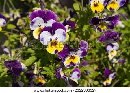 Purple Violet Pansies, Tricolor Viola Close up, Flowerbed with Viola Flowers, Heartsease, Johnny Jump up or Three Faces in a Hood Flower Texture Background Royalty-Free Stock Photo #2322303329